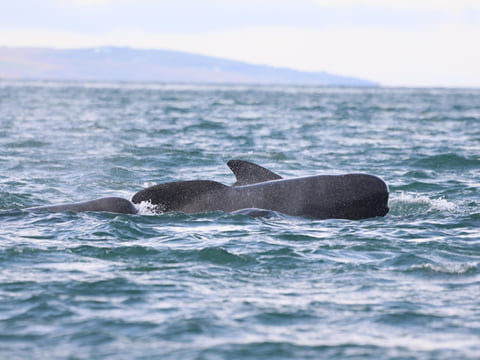 Akureyri Classic Whale Watching, photo 22