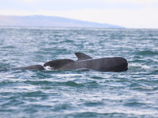 Akureyri Classic Whale Watching, photo 22