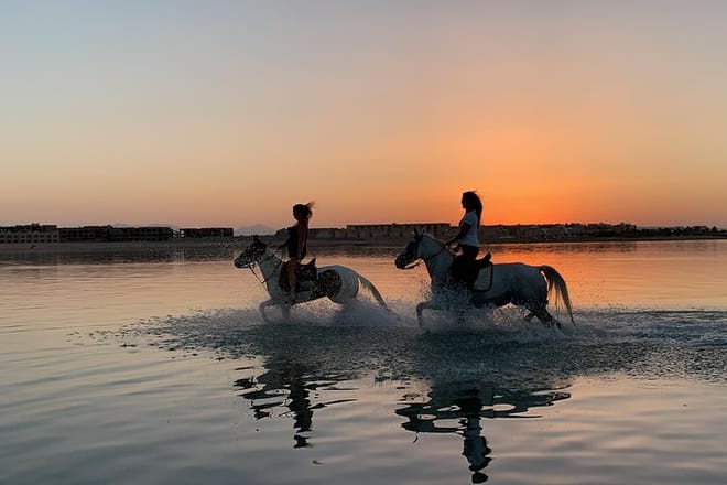 Swimming By Horse in Red Sea, Horse Riding Sea &amp; Desert-Hurghada