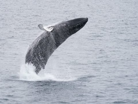 Ultimate Whale Watching Adventure on a RIB Speedboat in Reykjavík Bay, Iceland, photo 4