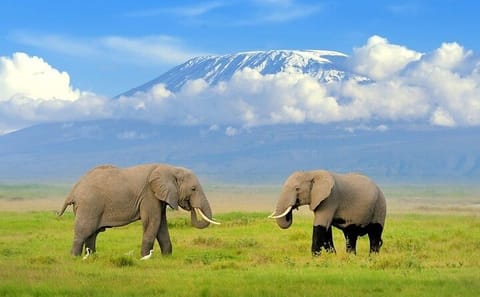 9-Day Kenya Wildlife Safari Adventure in Nairobi and Narok