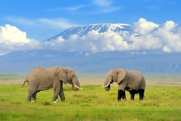 9-Day Kenya Wildlife Safari Adventure in Nairobi and Narok