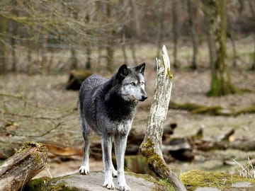 Yamnuska Wolfdog Sanctuary and Calgary City Day Tour
