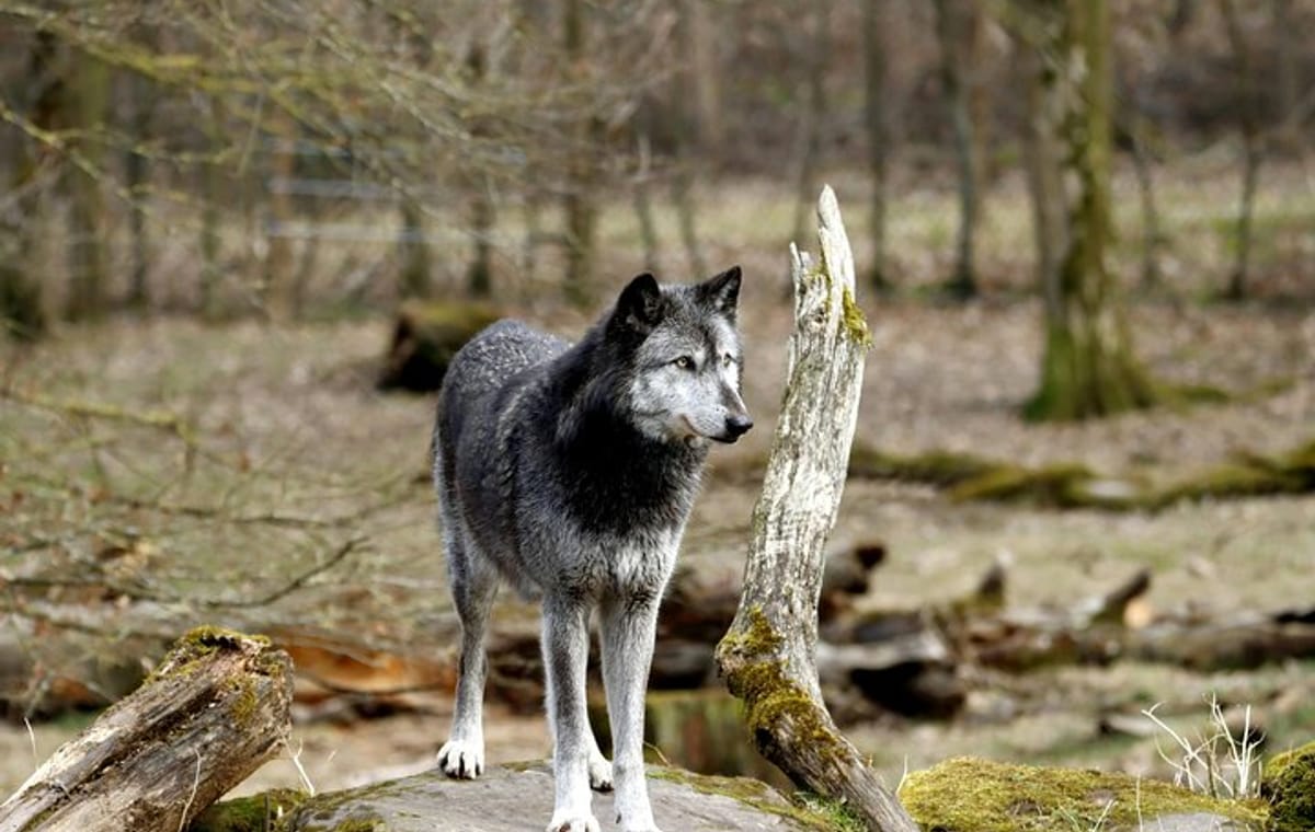 Yamnuska Wolfdog Sanctuary and Calgary City tour