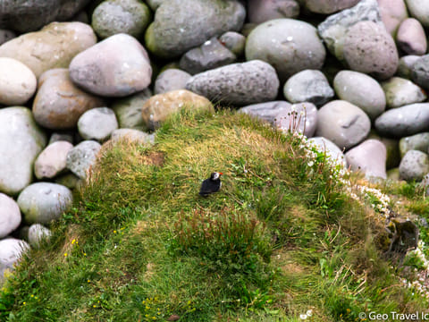 Puffin at North Iceand