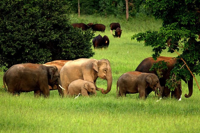 Watching wild elephants in Kuiburi National Park - a unique opportunity with a private guide photo 3
