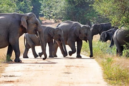 Knuckles and Wasgamuwa Trails from Kandy