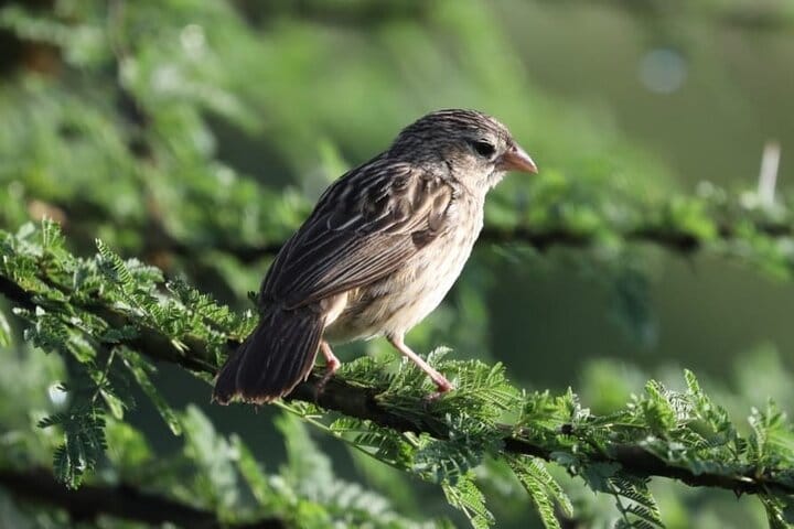 7-Day Great Rift Valley Kenya Lakes and Parks Safari Tour