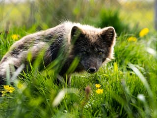 9 Day - Around Iceland & Wild Westfjords, photo 6