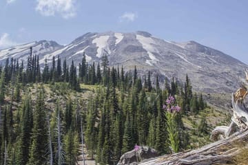 Small Group Tour from Portland to Mt. St. Helens