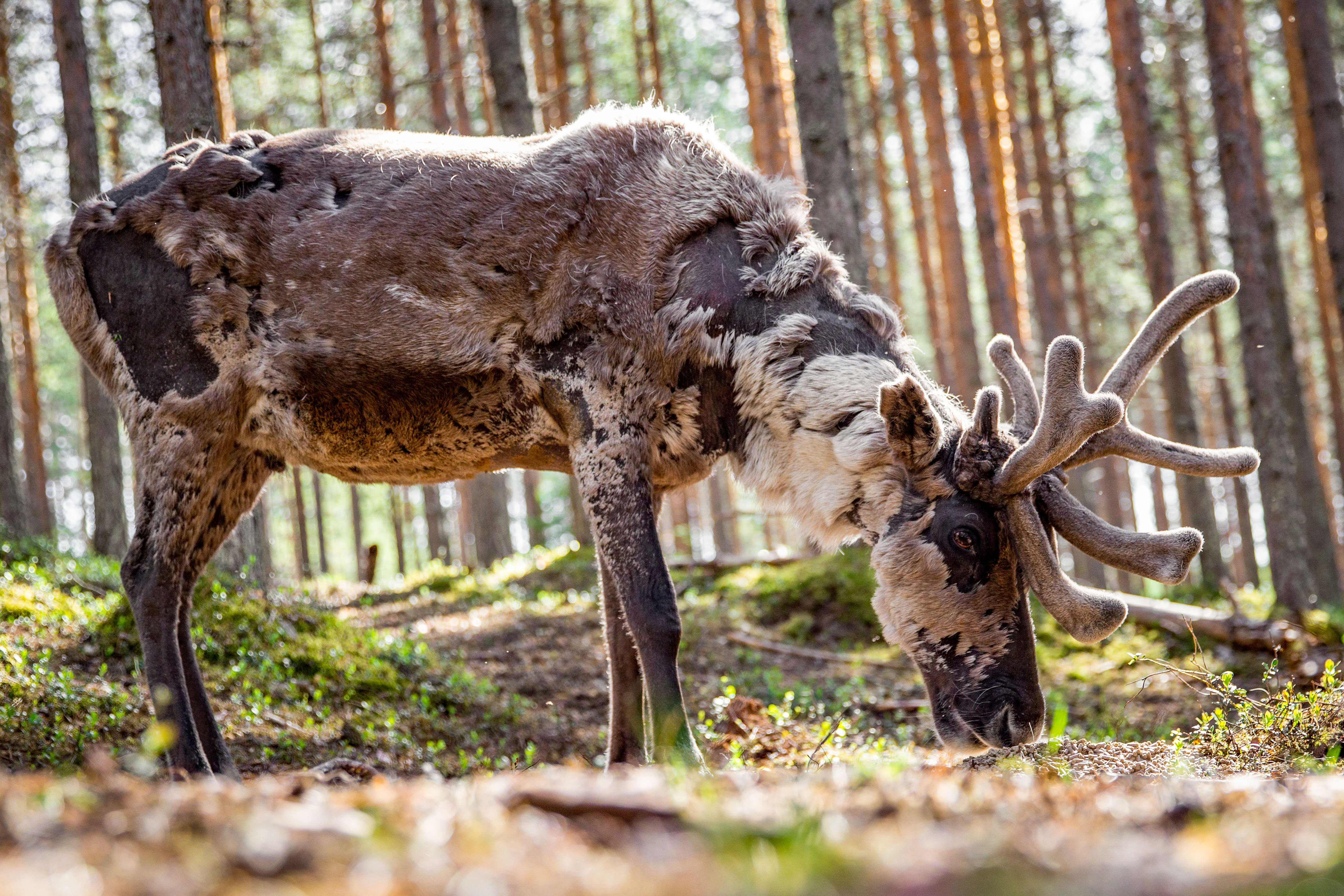 Reindeer Farm Visit in Rovaniemi