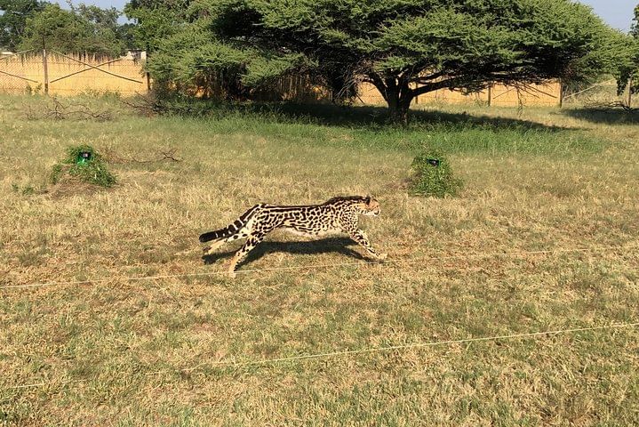 Cheetah at Ann Van Dyk Centre