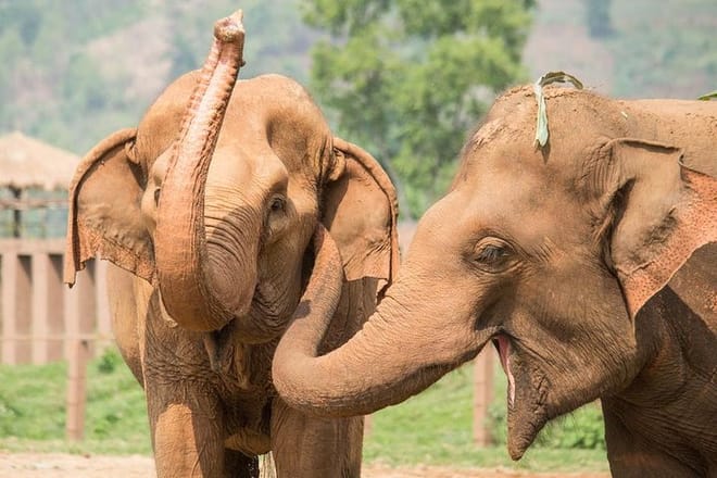 Tarangire National Park Guided Day Tour From Arusha 7