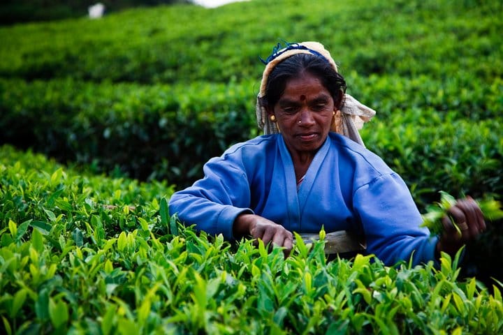 Ceylon Tea Tour | 10 Days