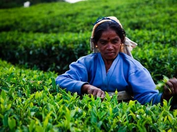 Ceylon Tea Tour | 10 Days