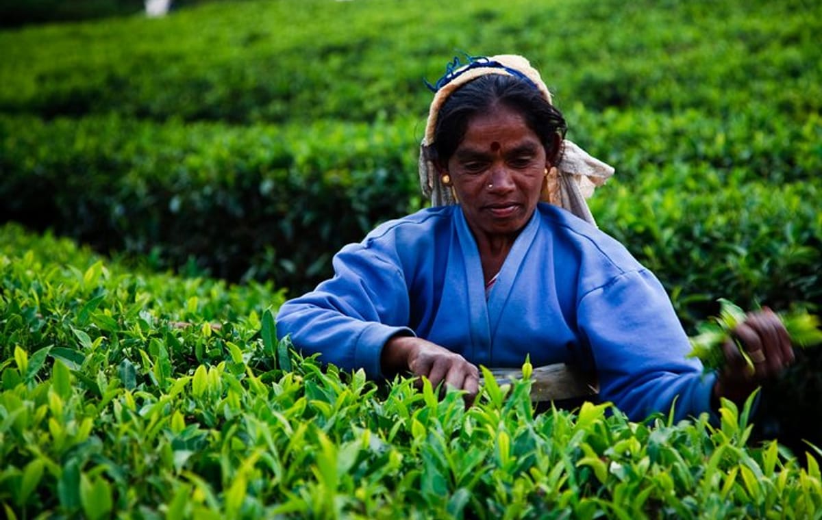 Ceylon Tea Tour | 10 Days