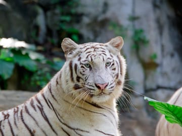 Wildlife Safari Experience at Guangzhou Chimelong Park