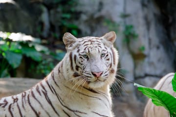 Wildlife Safari Experience at Guangzhou Chimelong Park