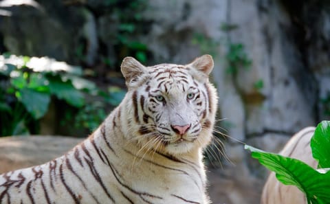 Wildlife Safari Experience at Guangzhou Chimelong Park