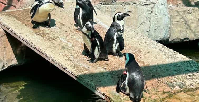 Witness penguins at Cape Recife for a magical encounter in their natural environment.