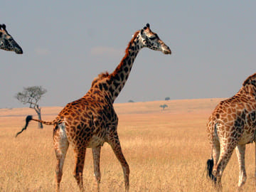 3 Days group to Maasai Mara in a Safari Van no park fees