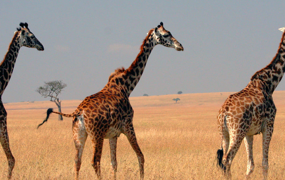 3 Days group to Maasai Mara in a Safari Van no park fees