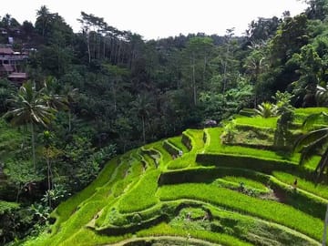 Ubud Cultural and Nature Tour in Bali, Indonesia