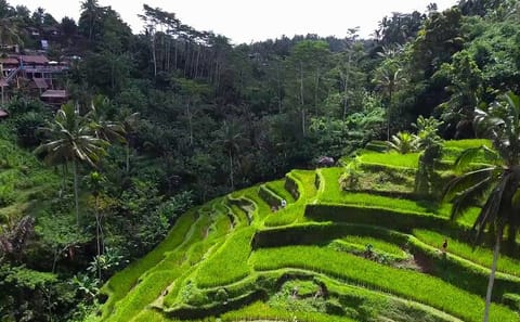 Ubud Cultural and Nature Tour in Bali, Indonesia