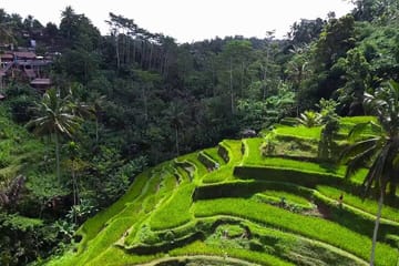 Ubud Cultural and Nature Tour in Bali, Indonesia