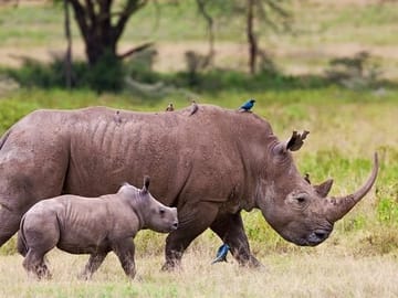 Private Nature Tour of Lake Nakuru and Lake Naivasha