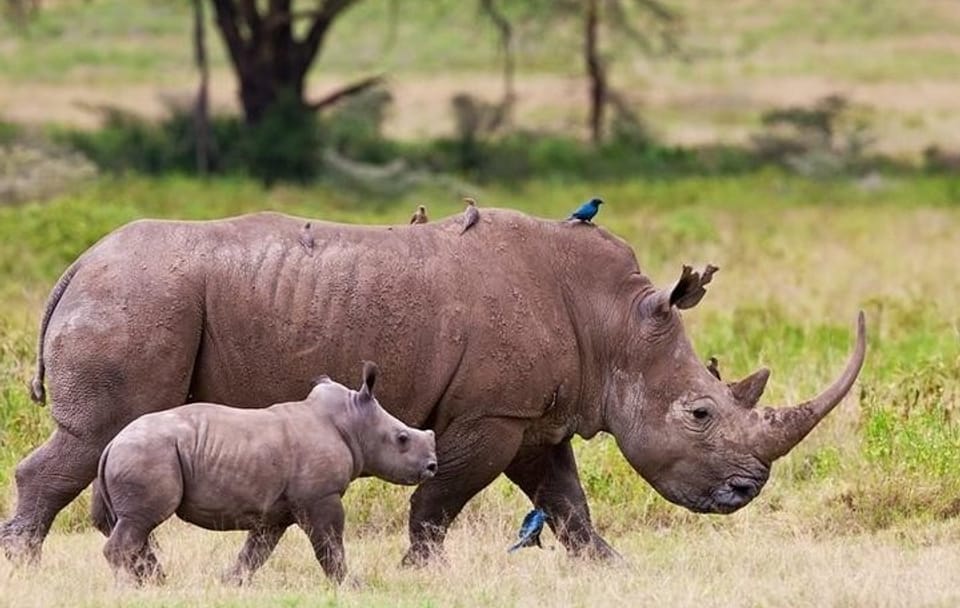 Private Nature Tour of Lake Nakuru and Lake Naivasha