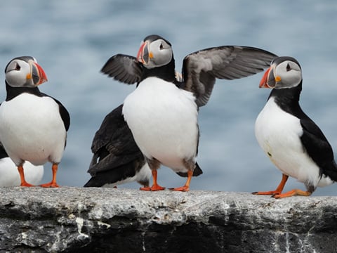 Puffin Party , photo 5