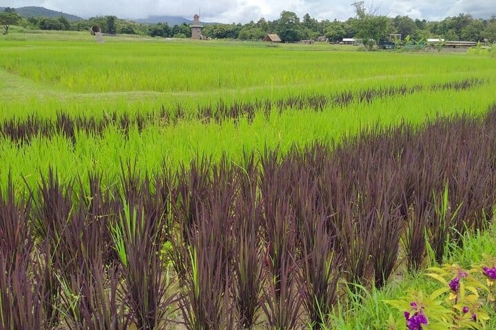 Chiang mai Suthep National Park Leisure Hiking & Mountain Biking