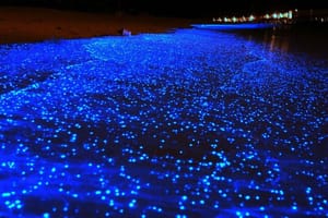 Holbox Bioluminescence Private Tour by Golf Cart