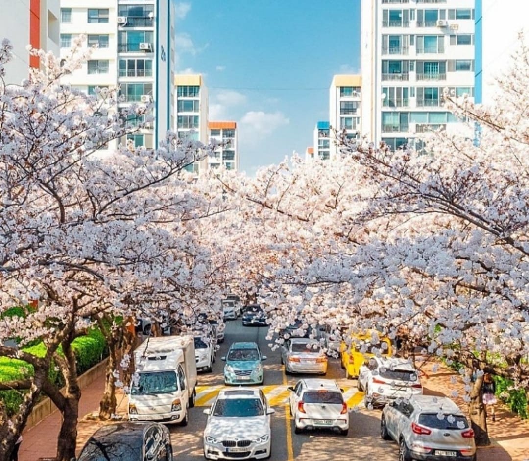 Cars drive along a street canopied by blooming cherry blossom trees at Samik Beach apartments in Busan.