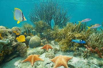 North Side Snorkel Adventure in the Caribbean Sea