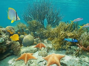 Coral Garden