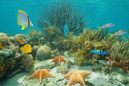 North Side Snorkel Adventure, Shipwreck, Starfish & Blue Channel