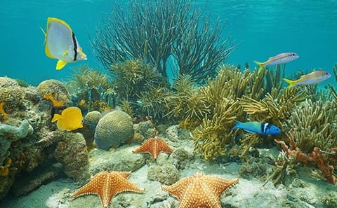 North Side Snorkel Adventure in the Caribbean Sea