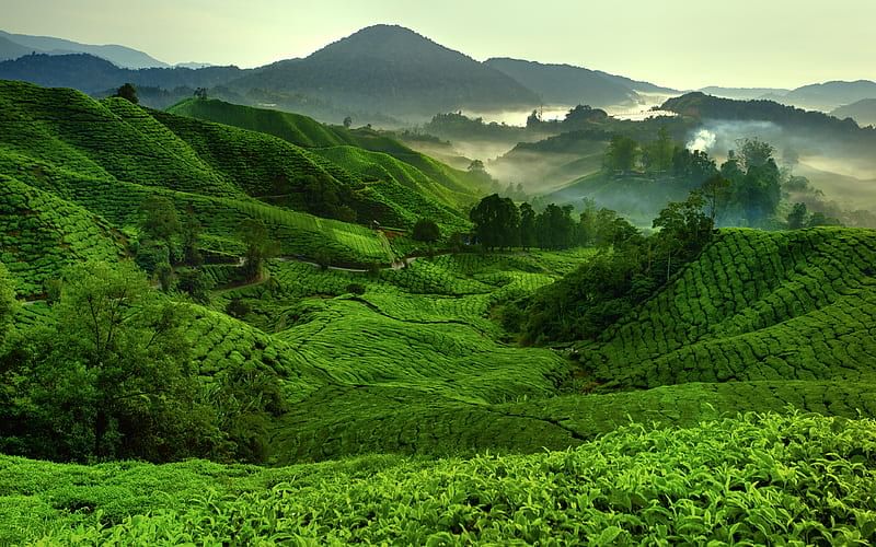 A quiet morning in Cameron Highlands amid extended farms, a breathtaking sight for nature lovers