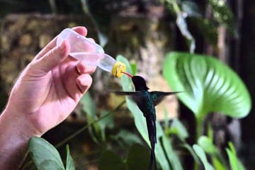 Rocklands Bird Sanctuary and Montego Bay City Highlights Tour