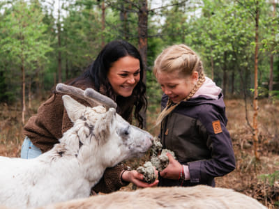 Taava Reindeer Farm – Reindeer & Lapland Traditions Year-Round
