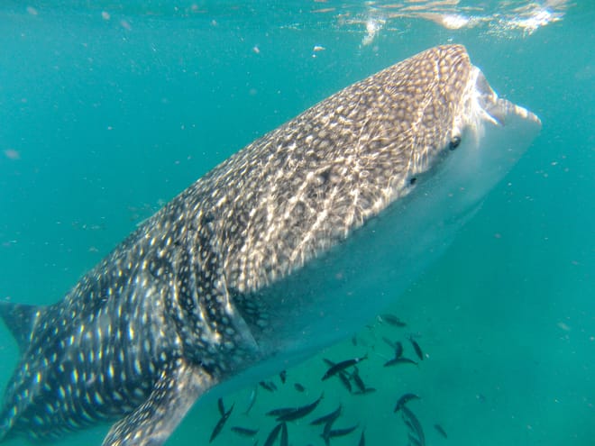 Whale Shark Snorkeling Tour from Cancun and Riviera Maya 9