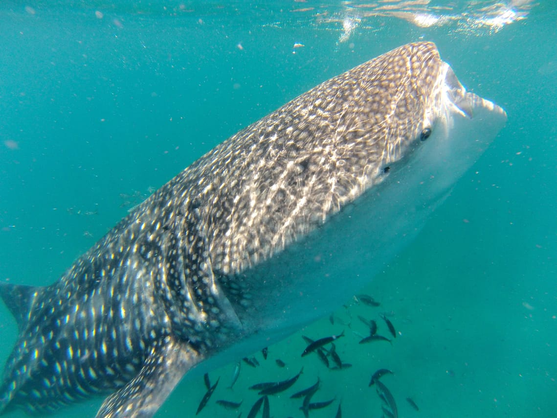 Whale Shark Snorkeling Tour from Cancun and Riviera Maya 9