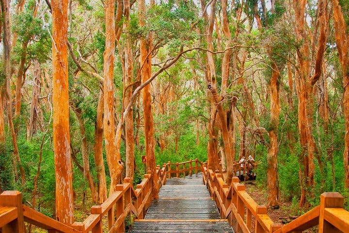 Arrayan Forest
