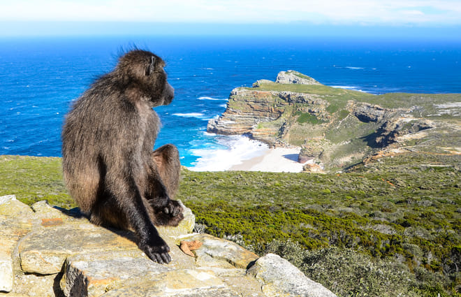 The Peninsula and Cape of Good Hope 4