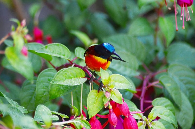 Doi Inthanon National Park Private Tour 9