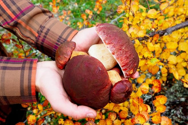 Mushroom Hunting 8