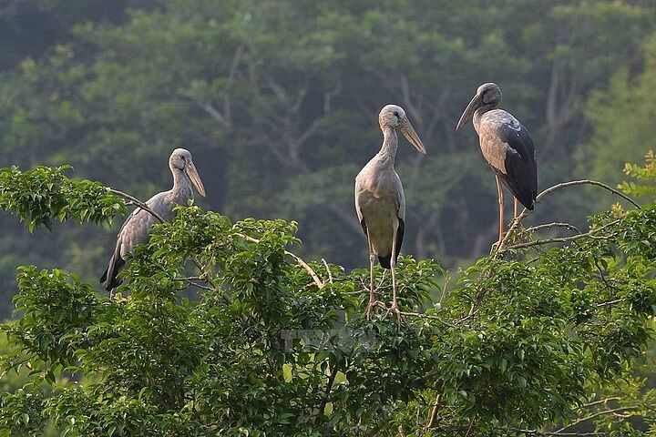 Thung Nham Bird Watching & Hoa Lu Ancient Town Exploration Tour