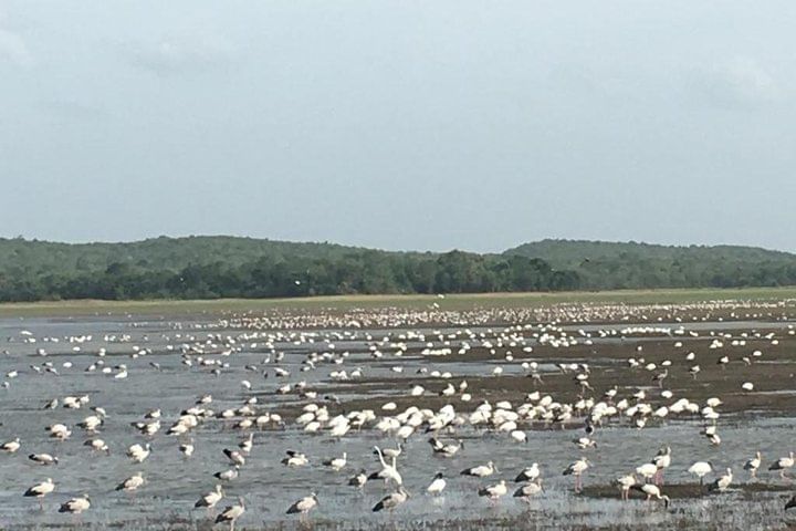 Private Jeep Safari at Minneriya National Park